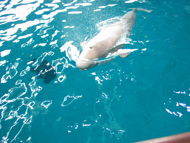 beluga whale. A Beluga Whale, they had two